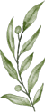 olive leaf 1