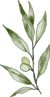 olive leaf 3