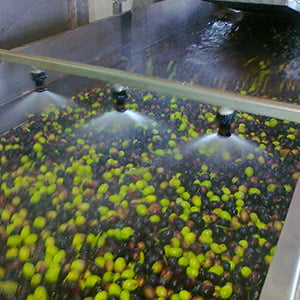 olives being sprayed with water for washing